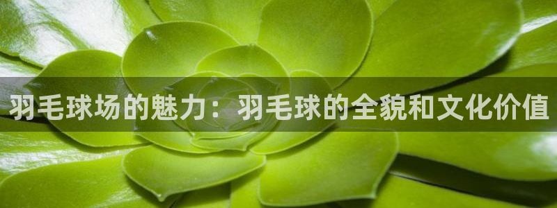 意昂5平台：羽毛球场的魅力：羽毛球的全貌和文化价值